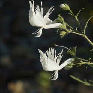 Schizanthus candidus